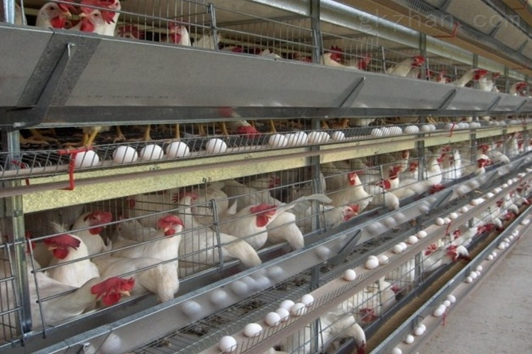 مزرعة دواجن لطبقة الدجاج مع قفص بطارية إطار H