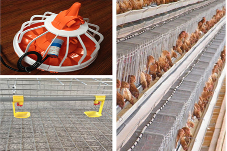 مزرعة طيور دجاج طبقة جاهزة مع معدات دواجن أوتوماتيكية
