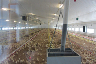 دواجن اللاحم الزراعة المباني الفولاذية لبيت الدجاج